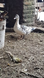 Adrian